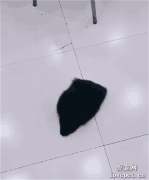 看到地上掉了一條毛巾，剛準備撿起來……結果它突然動了！