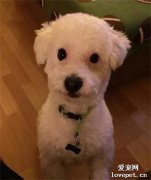 美容師臨時有事，狗子修毛到一半被送回來，主人一看瞬間樂了！