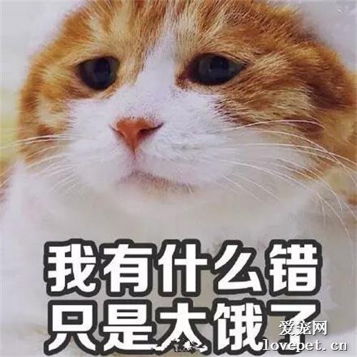 胖到懷疑貓生的喵星人，咦我仿佛看到了自己？
