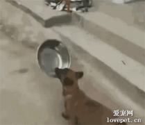 狗狗叼著飯盆去吃飯，不小心摔了一跤，汪：媽呀，吃個飯真不容易