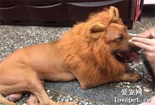 接到舉報有人公園遛獅子，動保處緊急上門察看，卻立馬笑翻了！