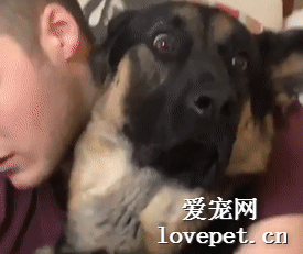 網友給德牧剪指甲，轉頭一看到狗子的眼神，瞬間笑噴了！