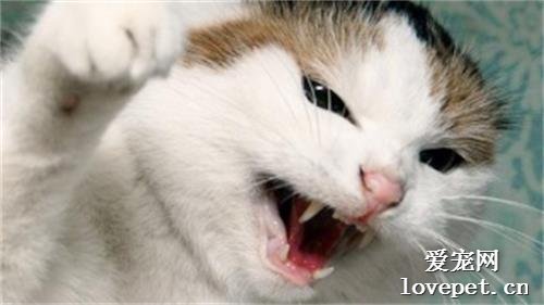 猫味闻到臭脚后为什么会张开嘴？