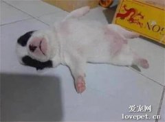 網友回家打開門，看到家里幾只狗子全部醉倒在地上，笑噴了！