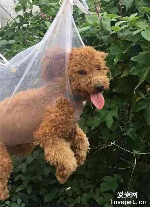 阿姨給泰迪剪毛，狗子總是亂跑，于是想出這種方法