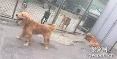 患病的老金毛被遺棄，臨走時它還在沖拋棄它的主人搖尾巴……