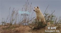 不知主人去世，狗狗在這兒一等就是四年，靠著生吃動物尸體過活…
