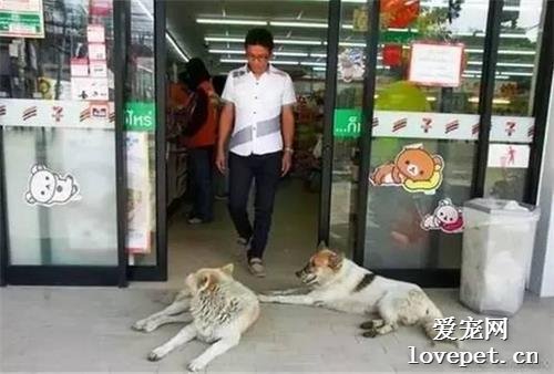 流浪狗太熱跑到奶茶店避暑，店主的行為太贊了....