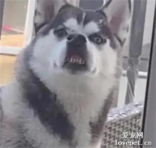 二哈一直在陽臺死盯主人，他回頭一看，嚇到哭