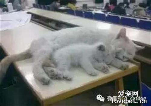 一大一小兩母女居然在教室里睡著了，好萌！