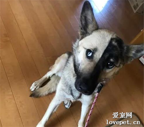 狗狗臉只有一半是黑的，而且還界限分明，網友：防曬只涂一半？