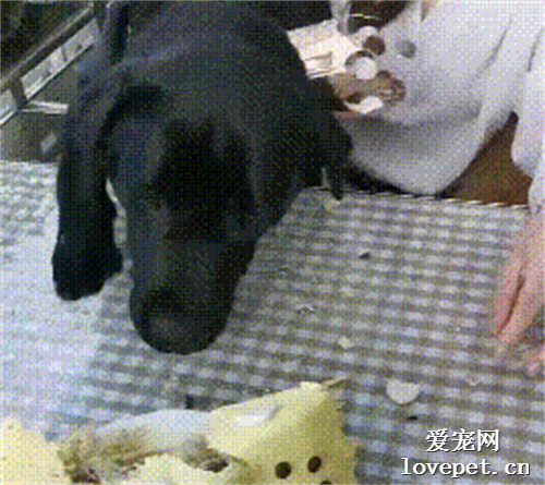 第一次吃生日蛋糕的狗子略顯激動，主人：這場面有點控制不住了