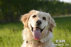 已經成年的狗狗多久驅蟲一次?