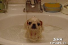 不要給一個月大的狗狗洗澡