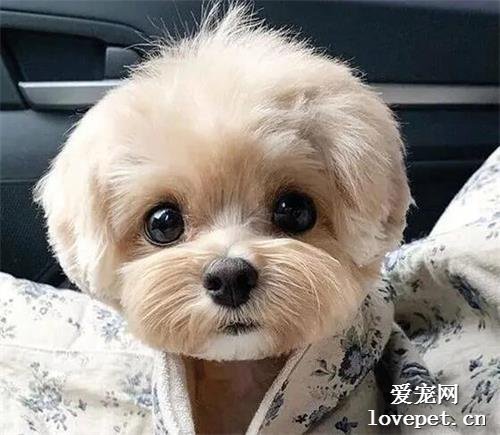 狗狗會變老！注意這四點能讓它度過一個健康晚年！