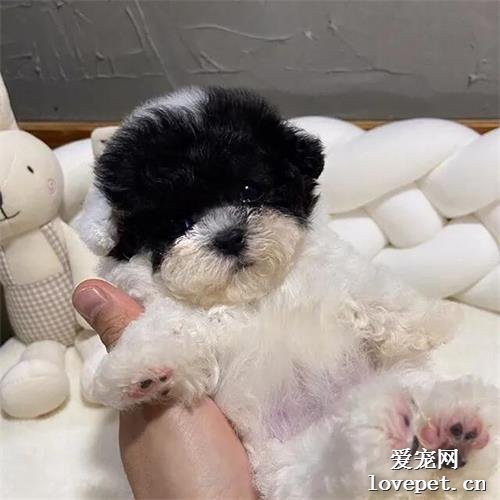 妹子領養了一只黑臉小狗，網友被萌暈：哪里領的，我也去！