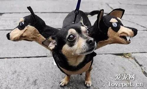救命！我剛剛在街上看到了一只地獄三頭犬！