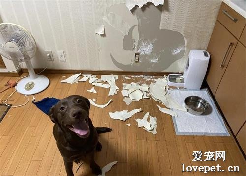 鏟屎官第一次嘗試讓狗子幫忙看家，結果...家差點沒了！