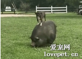 帶狗子去農場玩了三天，它就自己馴服了一只坐騎，好厲害！