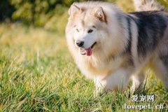 狗狗對狗糧過敏是怎么回事？具體什么癥狀？