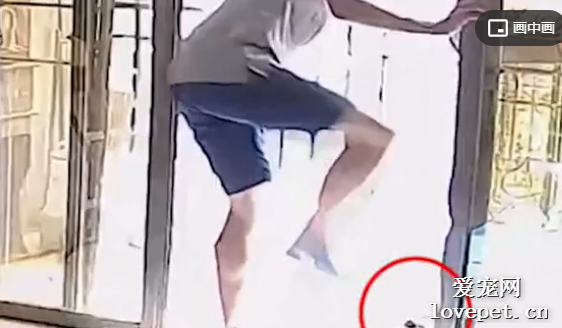 男大學生借住朋友家，趁家中無人虐待主人愛犬，監控記錄暴力過程