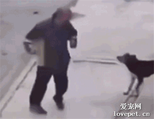 男子當街踢狗，他一出腳就驚呆路人，狗子：？？？