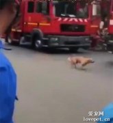 屋內著火，主人將狗子從窗戶丟下逃生，可它落地后又立刻返回去了…