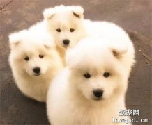 狗主人能不能碰剛生產的狗狗？