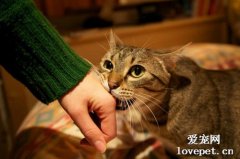 家里貓咪愛咬人怎么辦