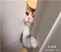 貓咪為什么喜歡守廁所