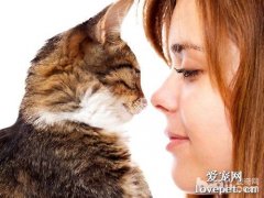 貓咪能感受到人的愛嗎？