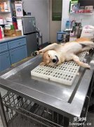 柴犬被結扎后，醒來第一眼開始記恨醫生：這輩子都不想再看到你！