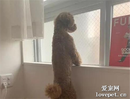 主人表示，家里的狗子越來越人了，直到看見這一幕我信了！