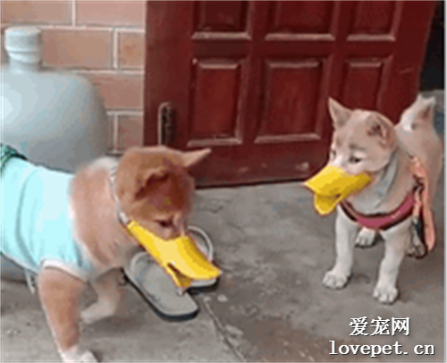這倆狗天天打架，這下好了，懵圈了！