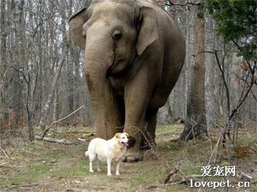 狗子不幸离世，好友大象无法接受一路带它回家：以后谁陪我玩！