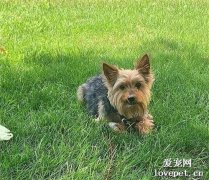 野外徒步偶遇響尾蛇，11歲約克夏英勇護主，被咬后一聲不吭！