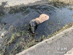 狗子散步經過水溝秒變墨魚香腸，主人瞬間崩潰：這狗不敢要了！