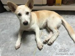 狗狗被遺棄后，它自己知道嗎？會不會跟其他流浪狗說，它有主人？