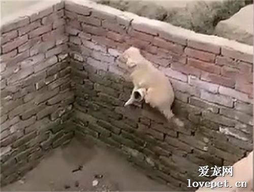 一般的小狗掉里面就出不來，但它是中華田園犬！