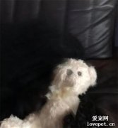 網友上廁所，忽然被一個“黑影子”盯上，當場就被嚇得一機靈……