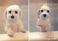 幼犬洗澡需要注意什么?