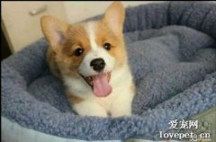 柯基幾個月可以吃水果?