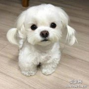 狗狗吃了驅蟲藥多久可以吃飯?