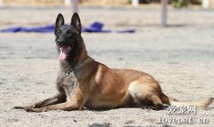 養馬犬注意什么問題