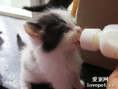 小猫不吃奶该怎么办？有没有办法喂母乳？