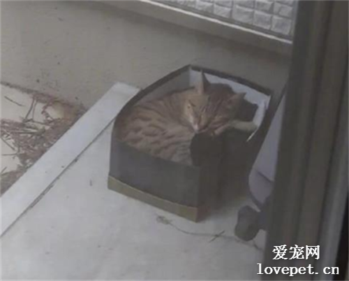 網友經常聽到窗外有流浪貓的叫聲，于是在外面放了個紙箱后，結果...