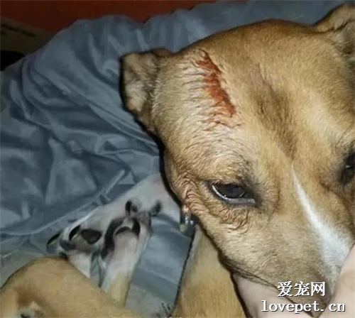 半夜發現狗子被“砍了”，終于找出真相后...哭笑不得
