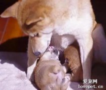 主人放老鼠藥誤殺了狗崽，母狗悲痛投井