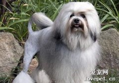 全球最貴的狗是什么狗？