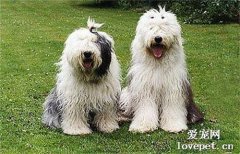 古牧是禁養犬嗎